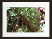 A Moment in Ajloun - Wapikoni